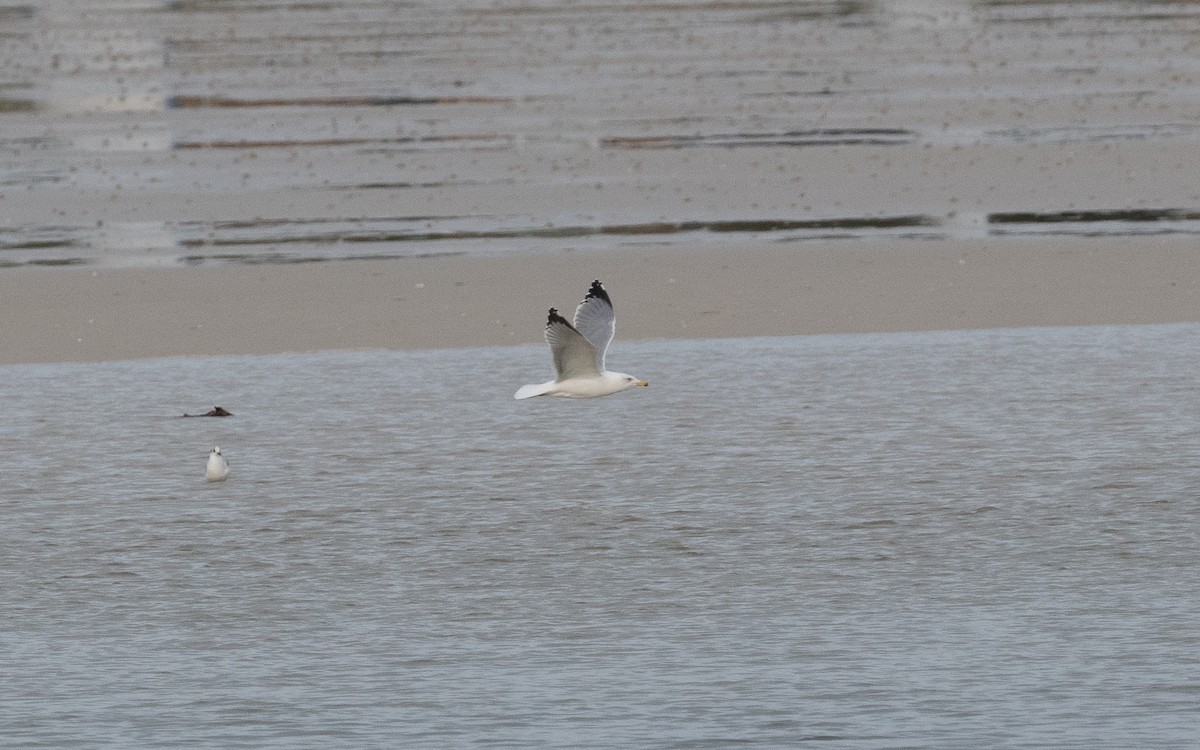 Yellow-legged Gull - ML498377361