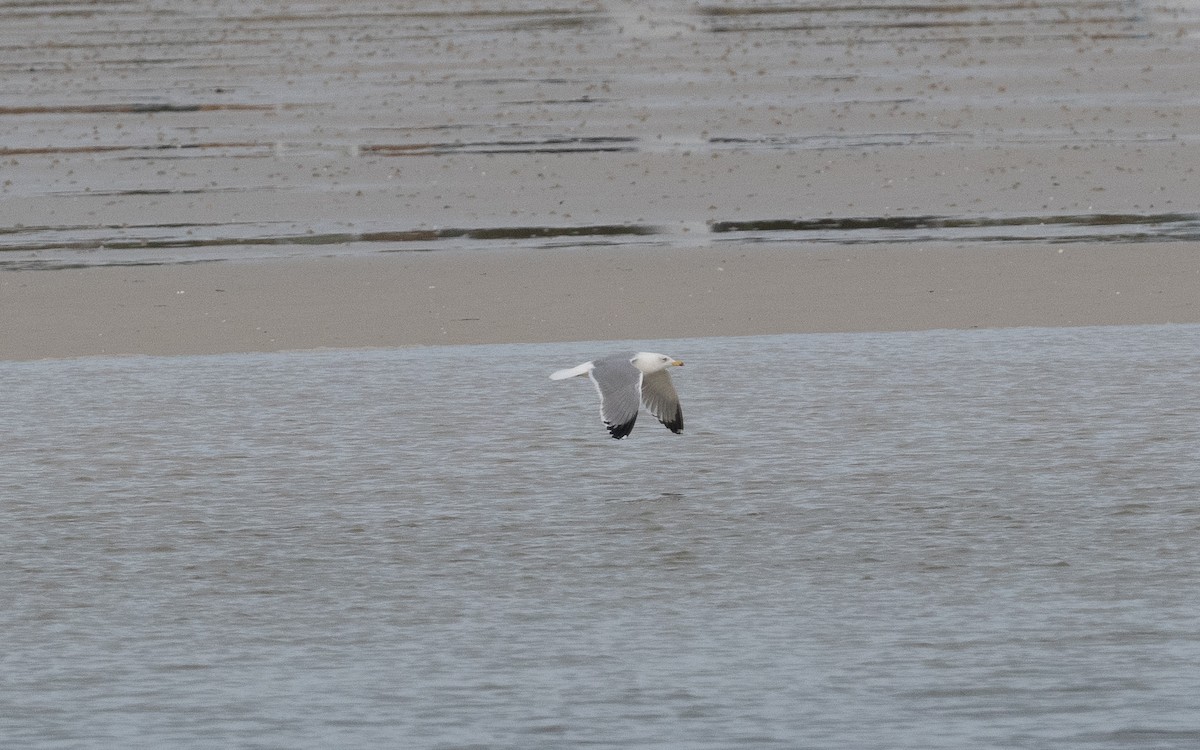 Yellow-legged Gull - ML498377371