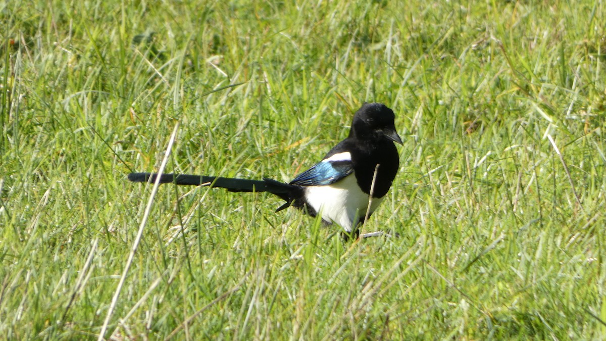 Eurasian Magpie - Andris Cemme
