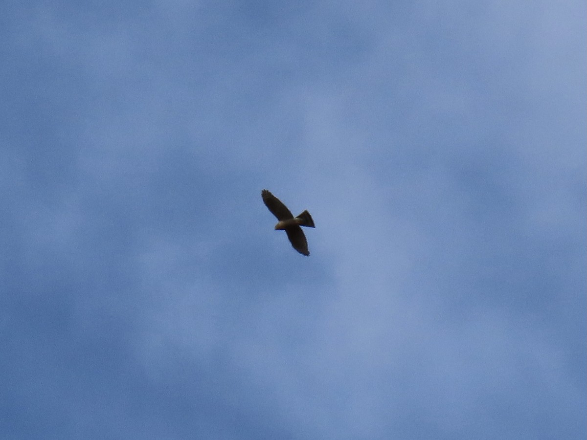 Sharp-shinned Hawk - ML498377861