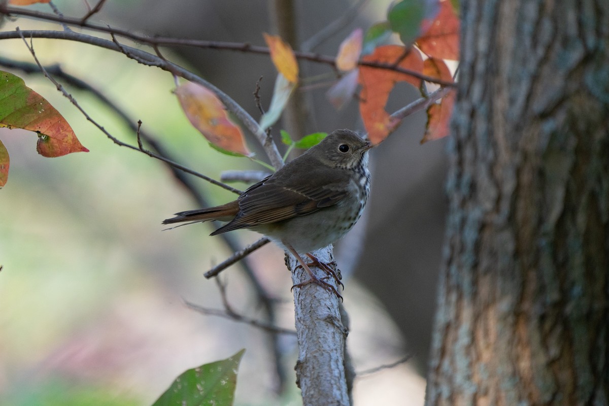 Hermit Thrush - ML498378501