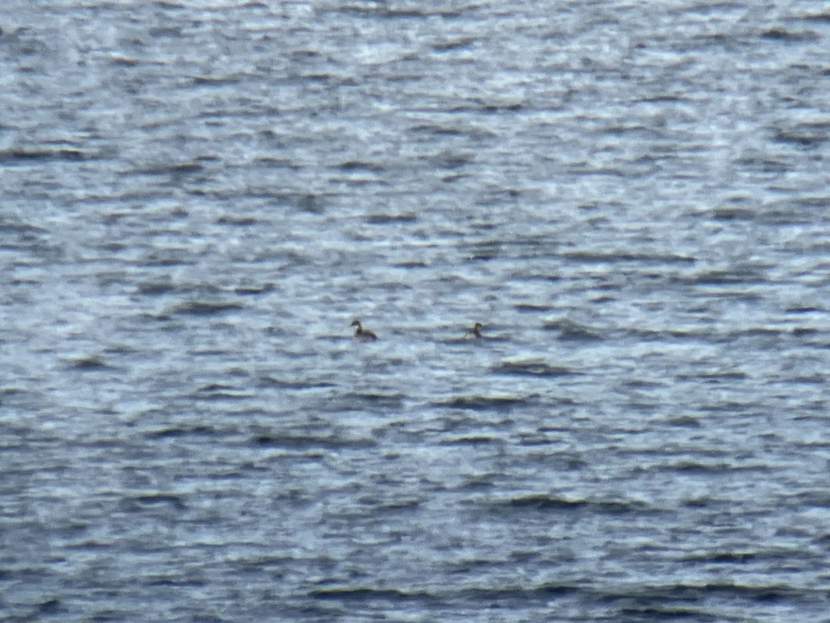 Red-necked Grebe - Larry Therrien