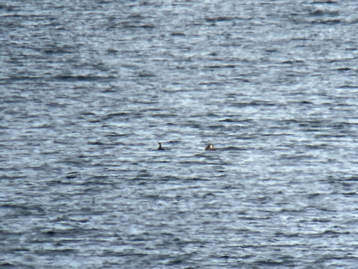 Red-necked Grebe - ML498381081