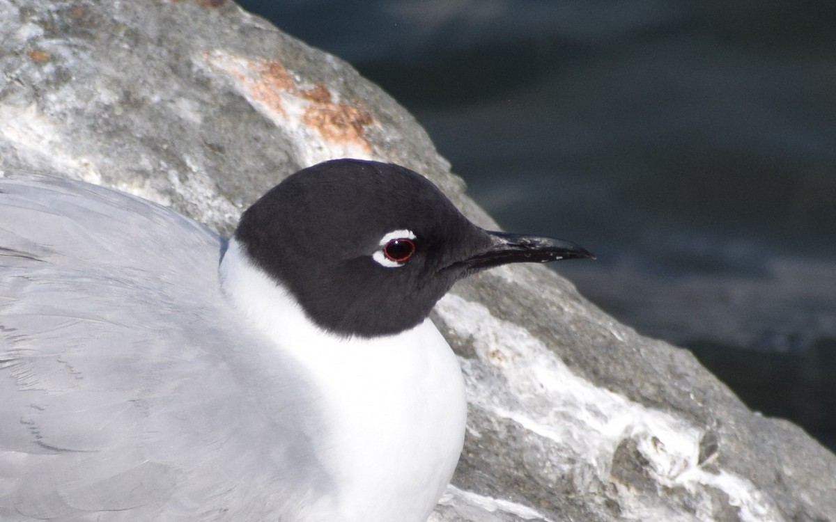 Bonaparte's Gull - Dominique Blanc