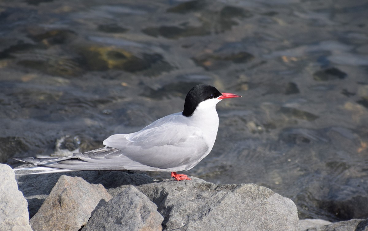 Arctic Tern - ML498384851