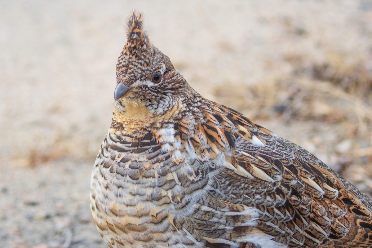 Ruffed Grouse - ML498385131