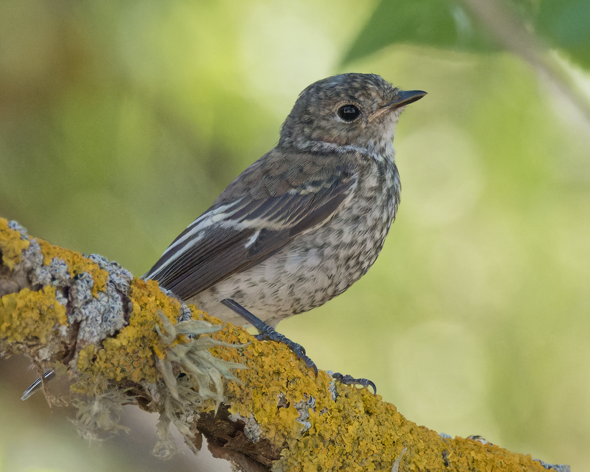 European Pied Flycatcher - Juan Parra Caceres