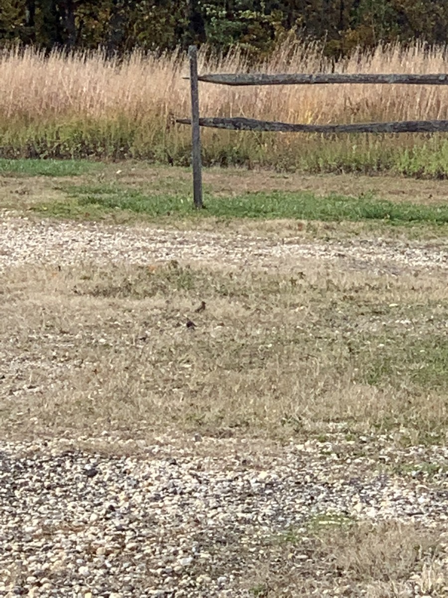 Vesper Sparrow - ML498386771