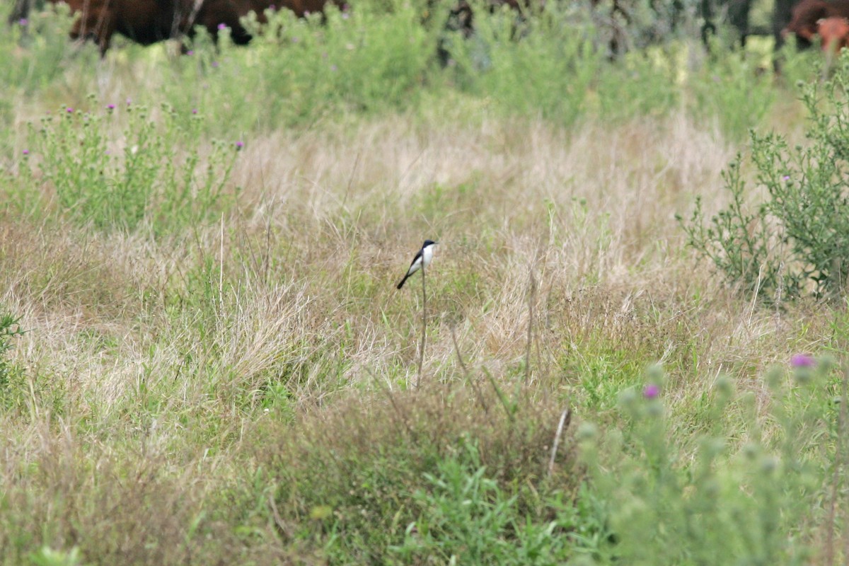 Restless Flycatcher - Marbry Hopkins