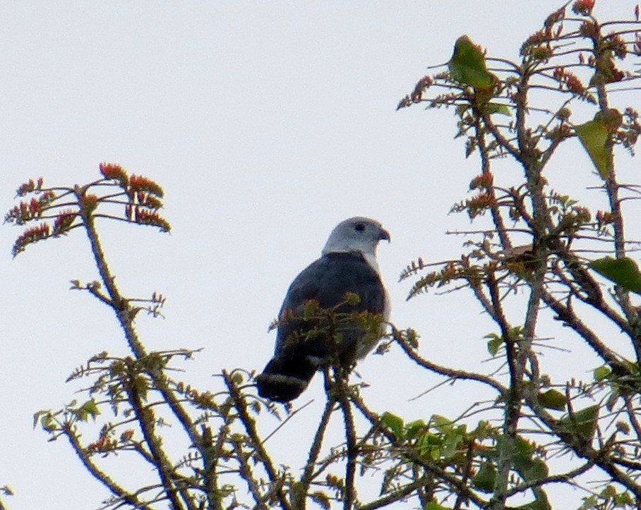 Gray-headed Kite - ML49838691