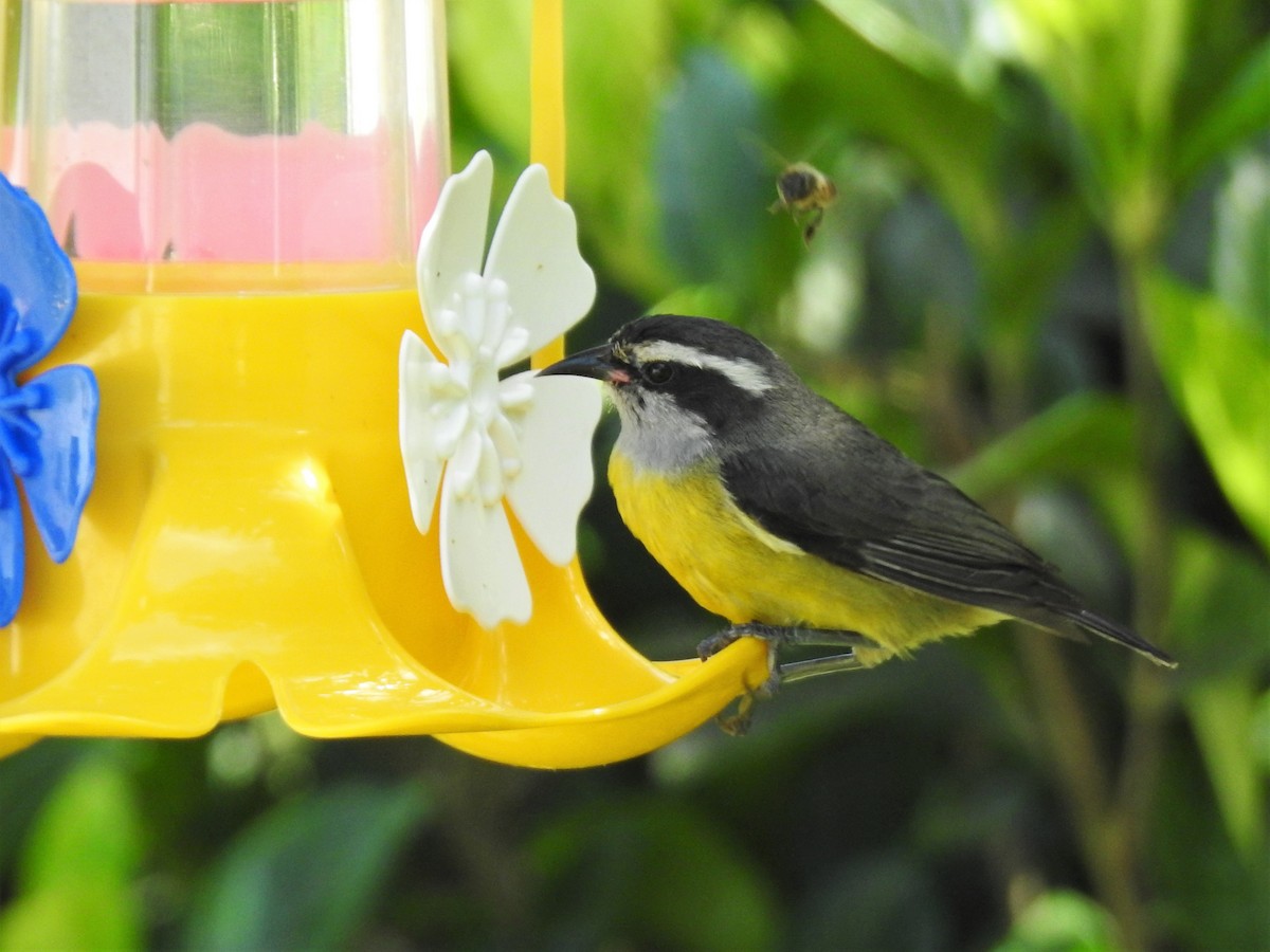 Bananaquit - Diego Castelli