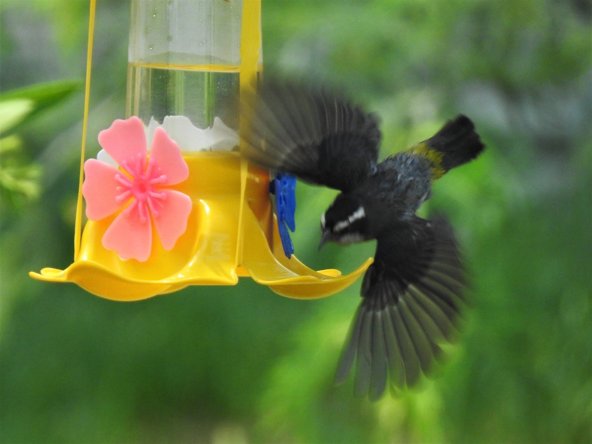 Bananaquit - Diego Castelli