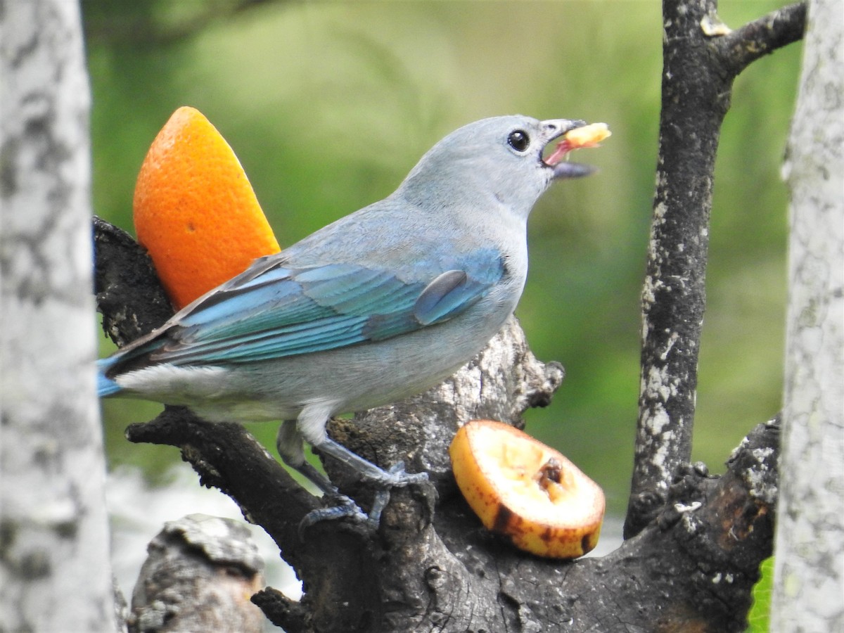 Sayaca Tanager - Diego Castelli