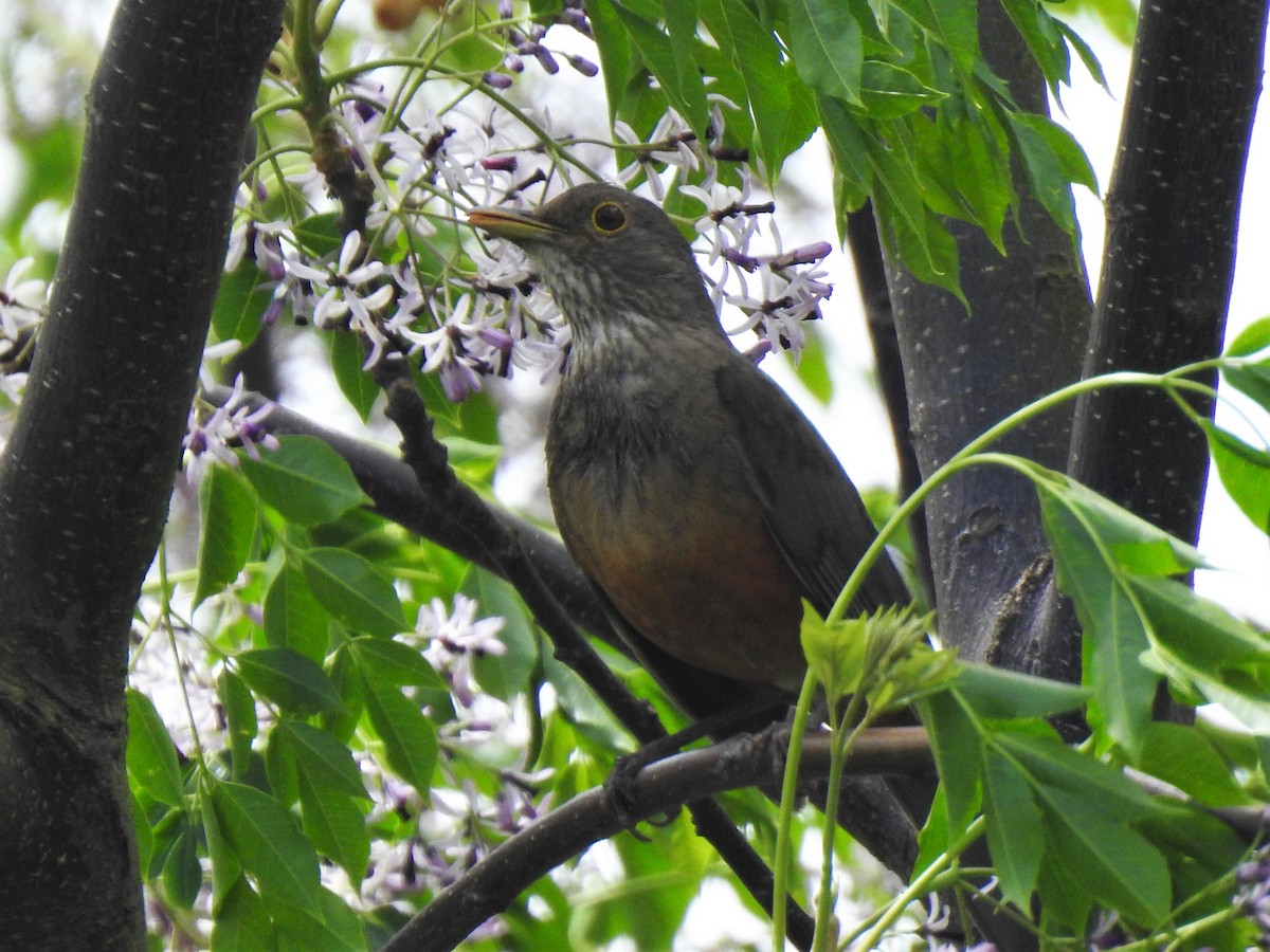 Rufous-bellied Thrush - Diego Castelli