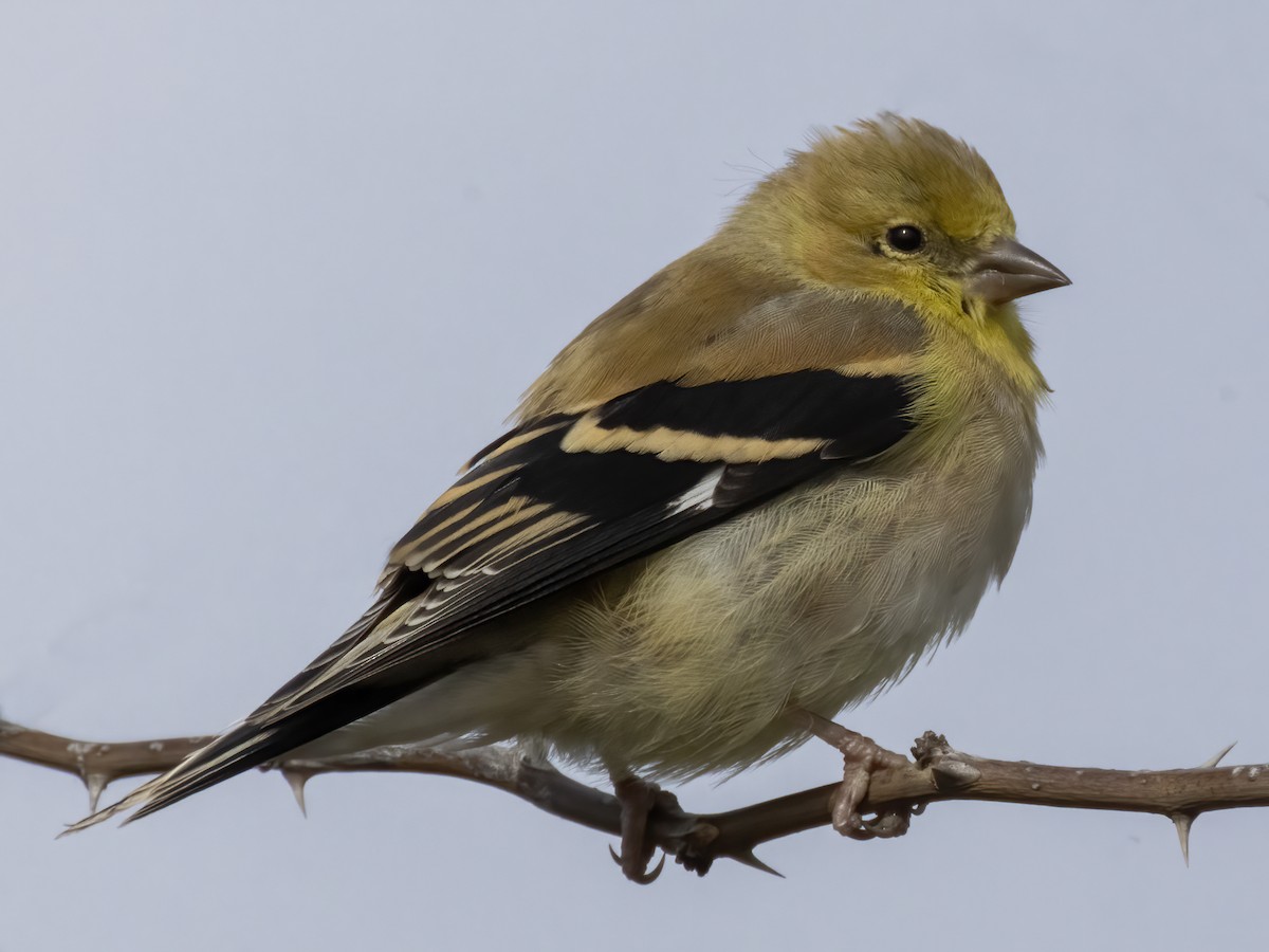 American Goldfinch - ML498387921