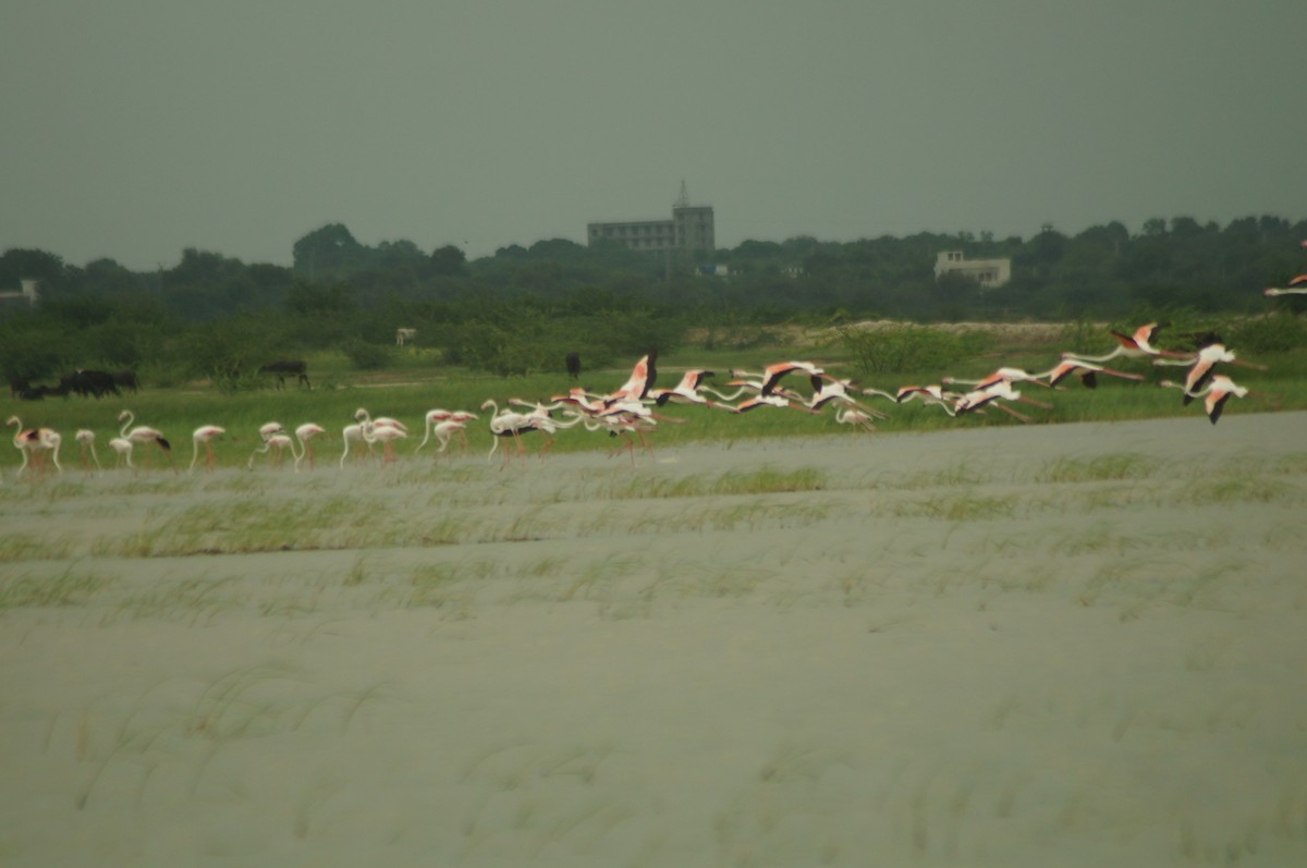 Greater Flamingo - Geetha  Venkataraman