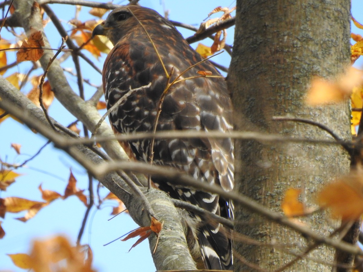 Red-shouldered Hawk - ML498391831