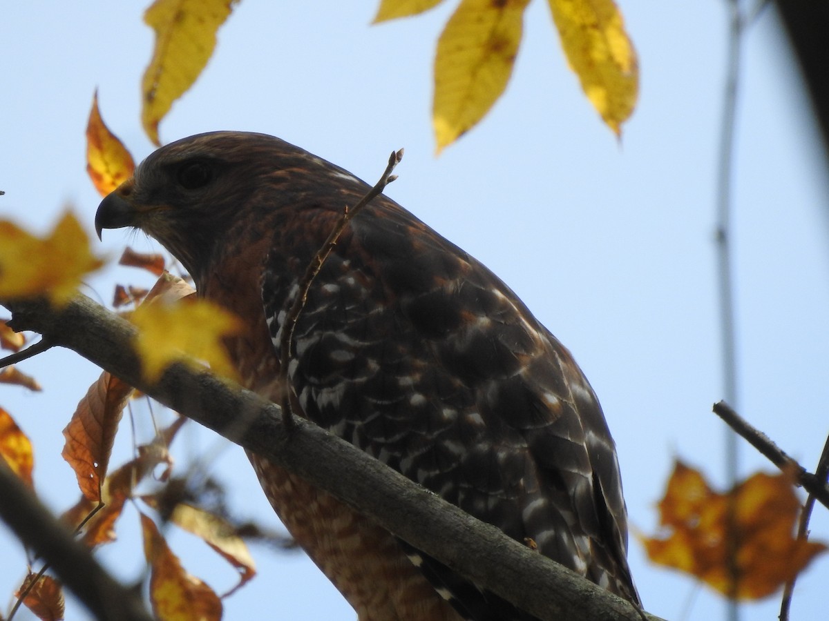 Red-shouldered Hawk - ML498391851