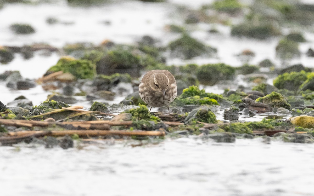 Water Pipit - ML498391981