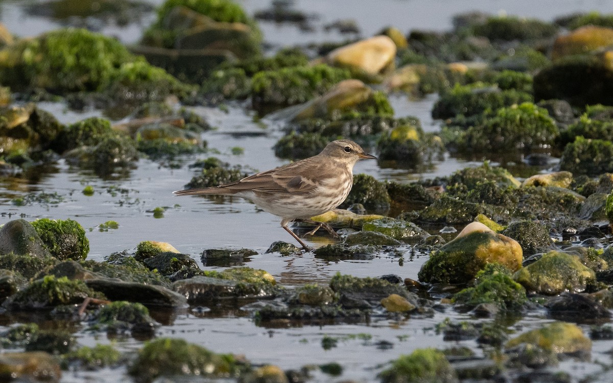 Water Pipit - ML498392001