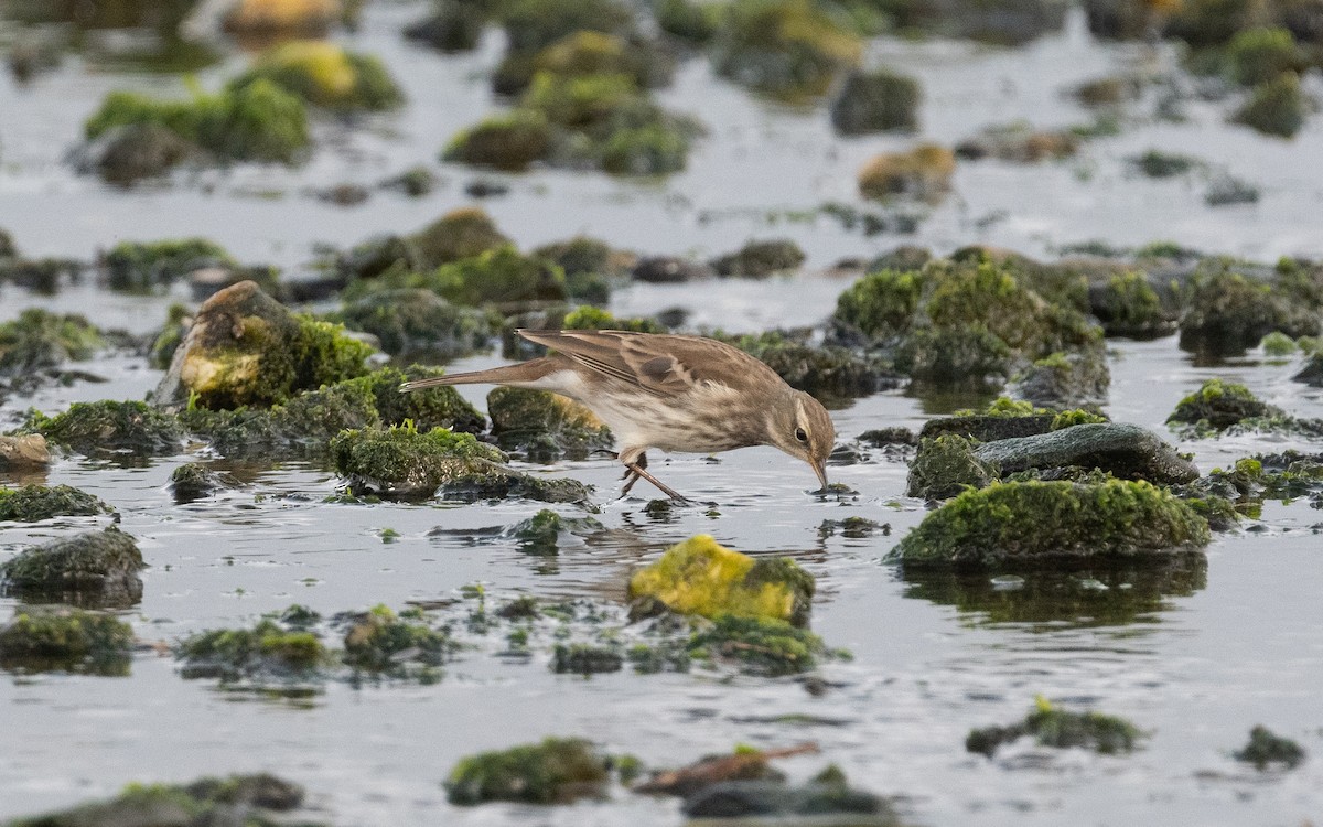 Water Pipit - ML498392011