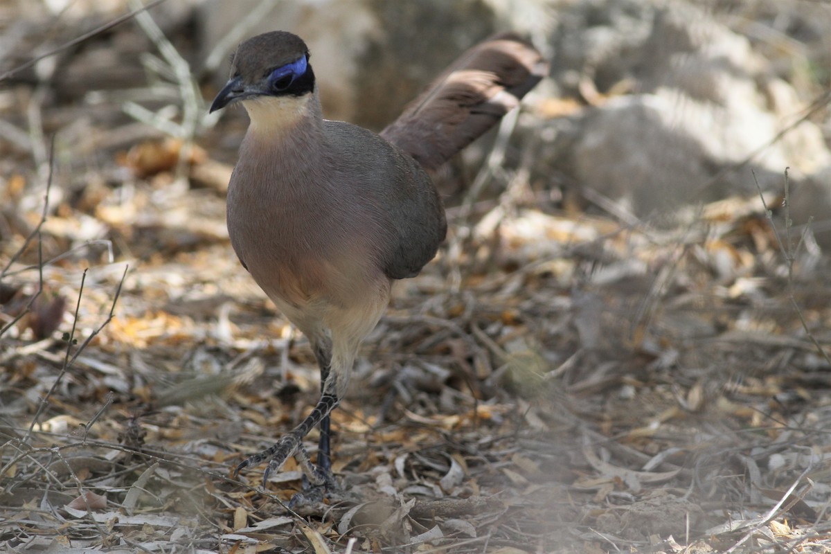 Red-capped Coua (Green-capped) - ML498393001