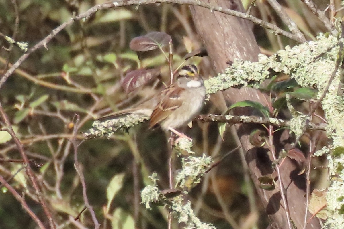 White-throated Sparrow - ML498393291