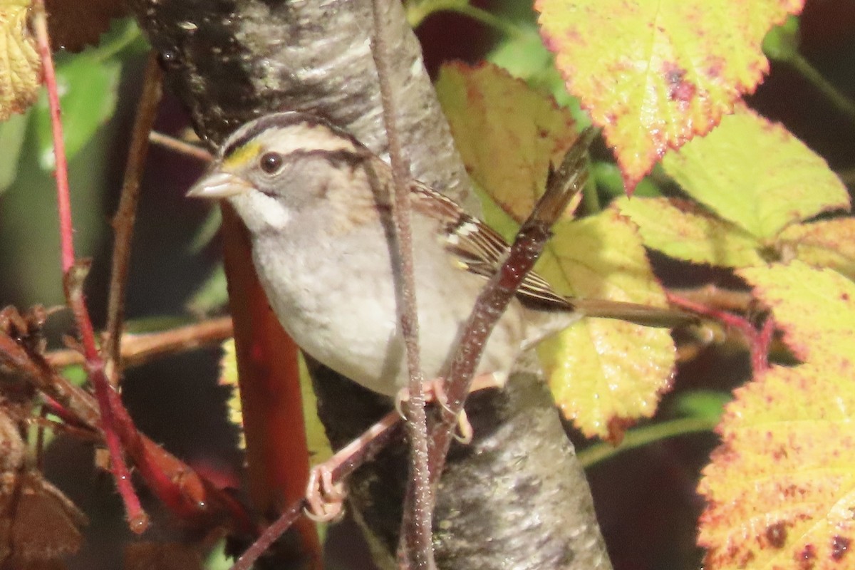 White-throated Sparrow - ML498393301