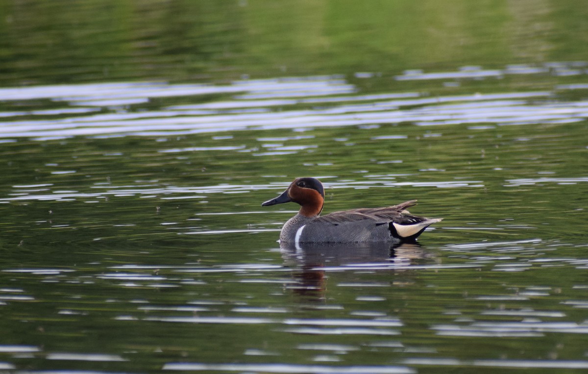 Green-winged Teal - ML498393361