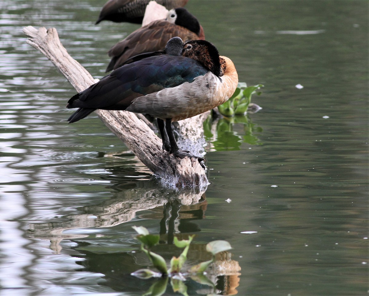 Knob-billed Duck - ML498393501