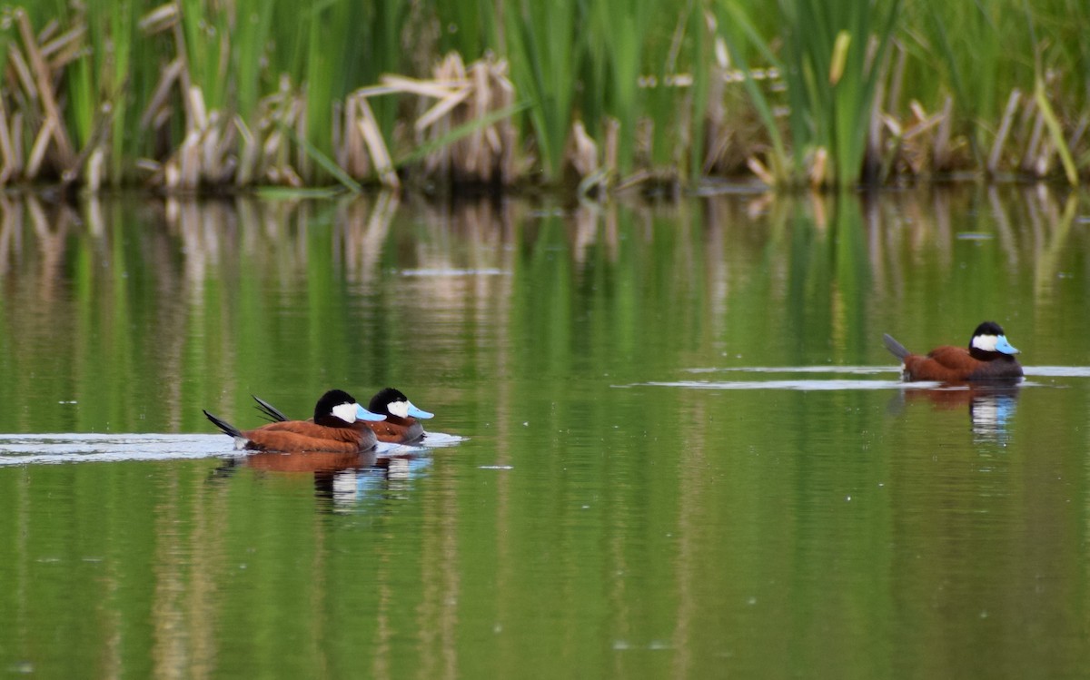 Ruddy Duck - ML498393631