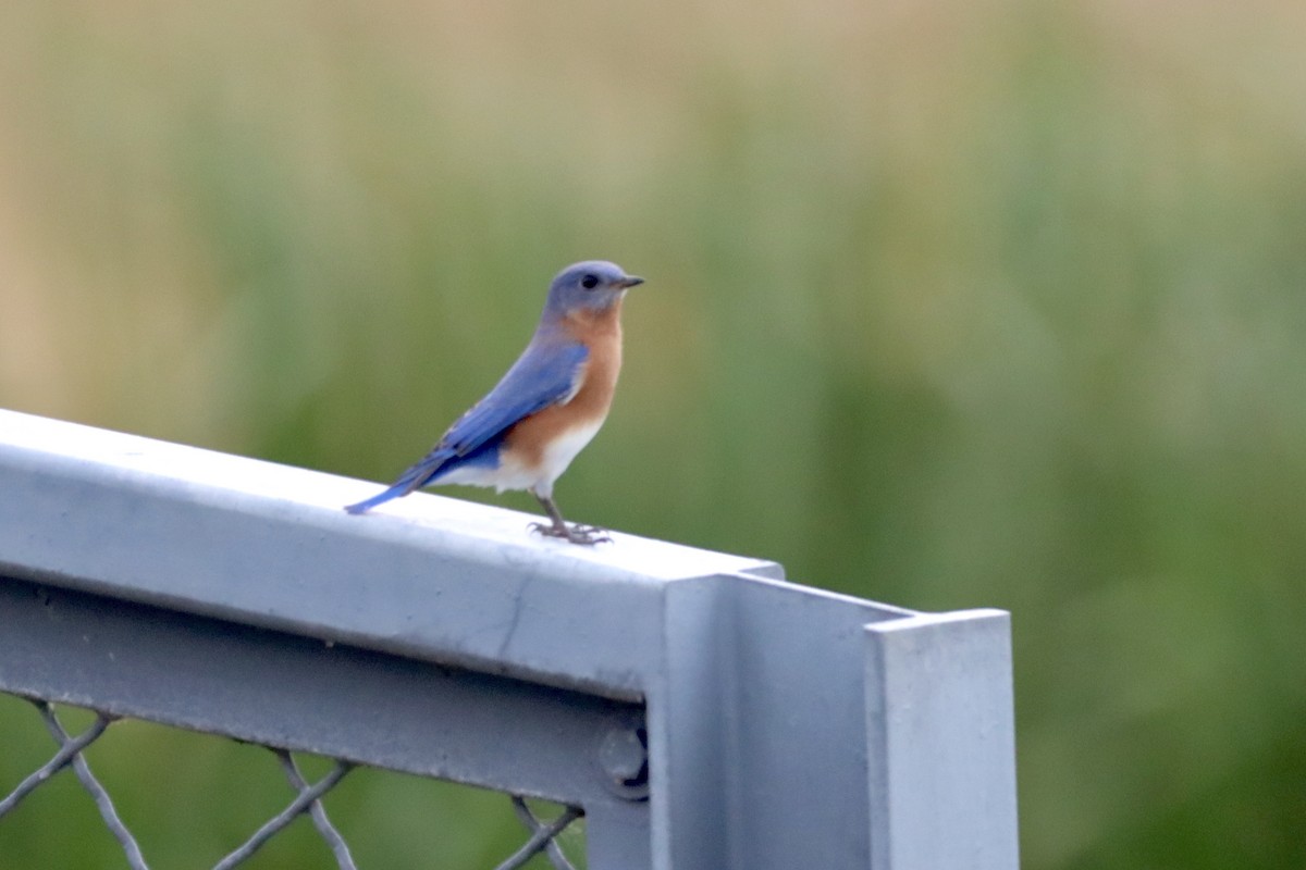 Eastern Bluebird - ML498394351