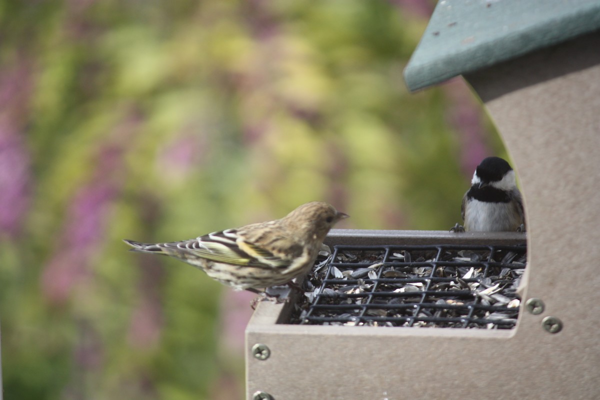 Pine Siskin - ML498395211