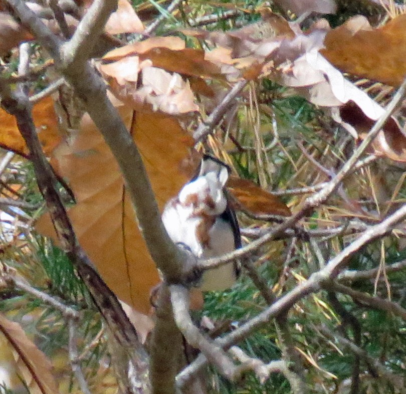 White-breasted Nuthatch - ML498395221