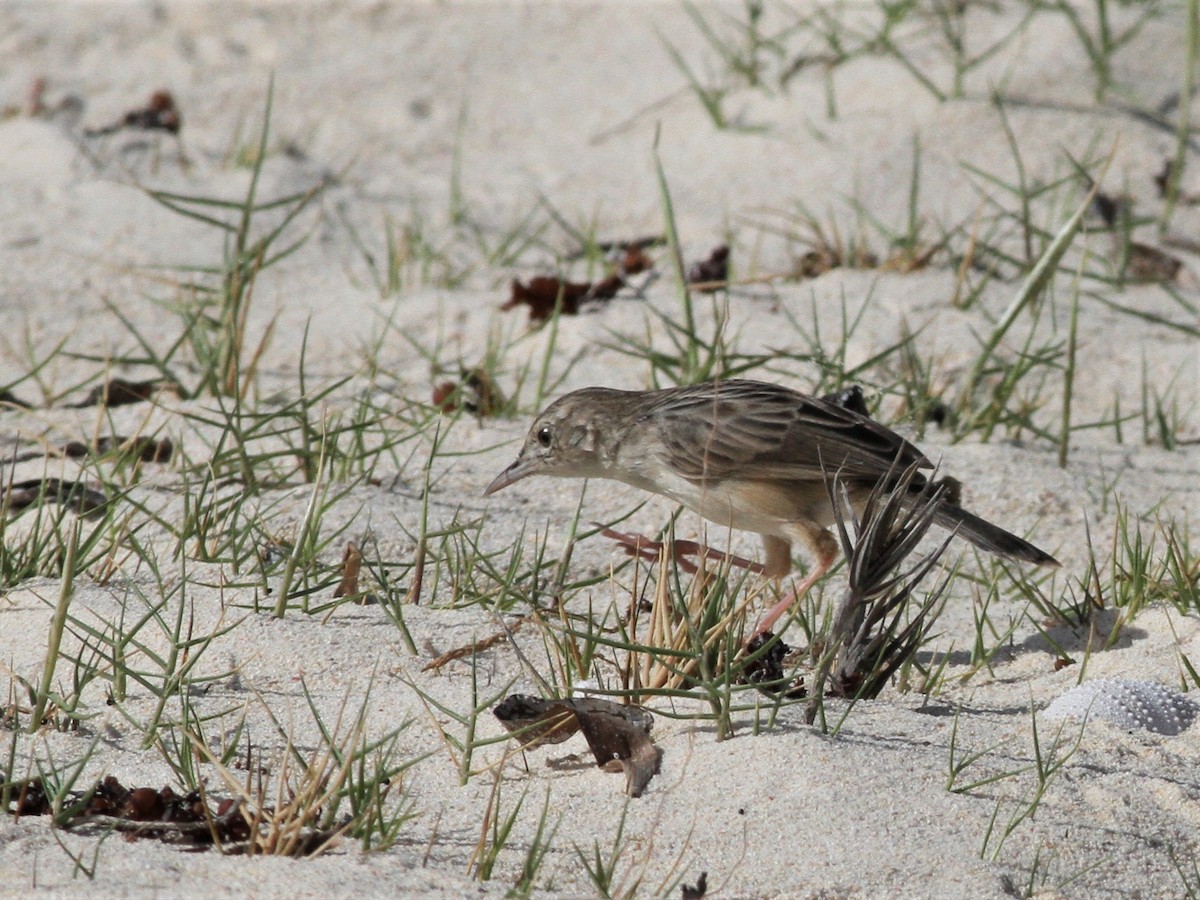 Madagascar Cisticola - ML498395391