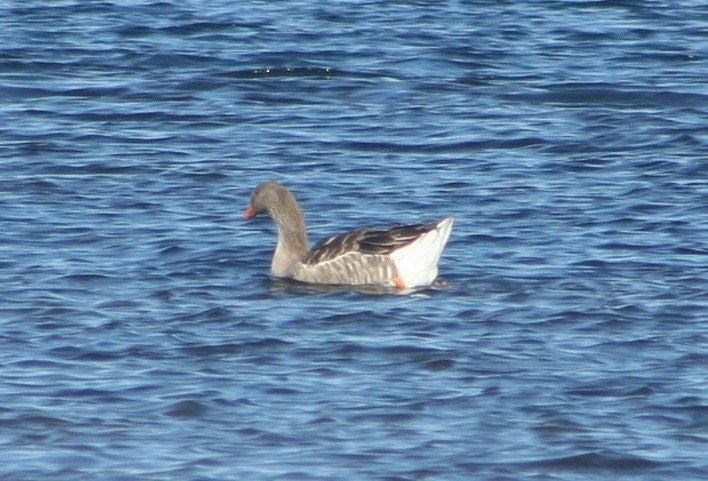 Graylag Goose (Domestic type) - James Durst