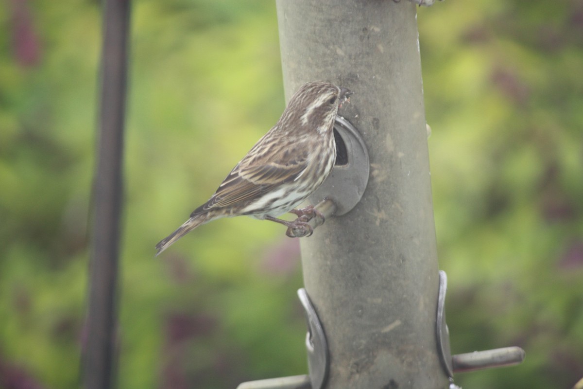 Purple Finch - ML498395991
