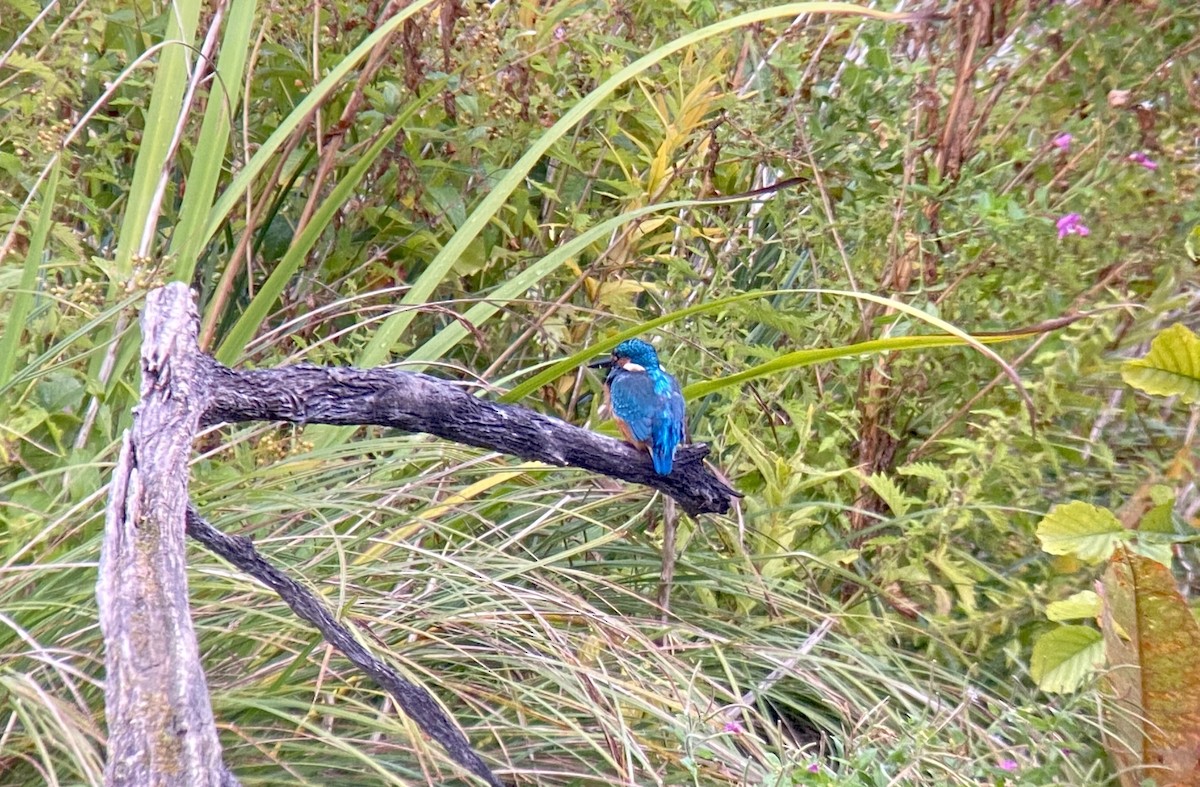 Common Kingfisher - ML498396191