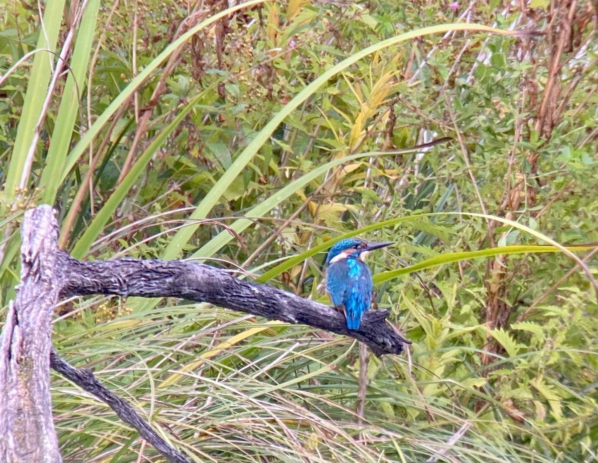 Common Kingfisher - ML498396211