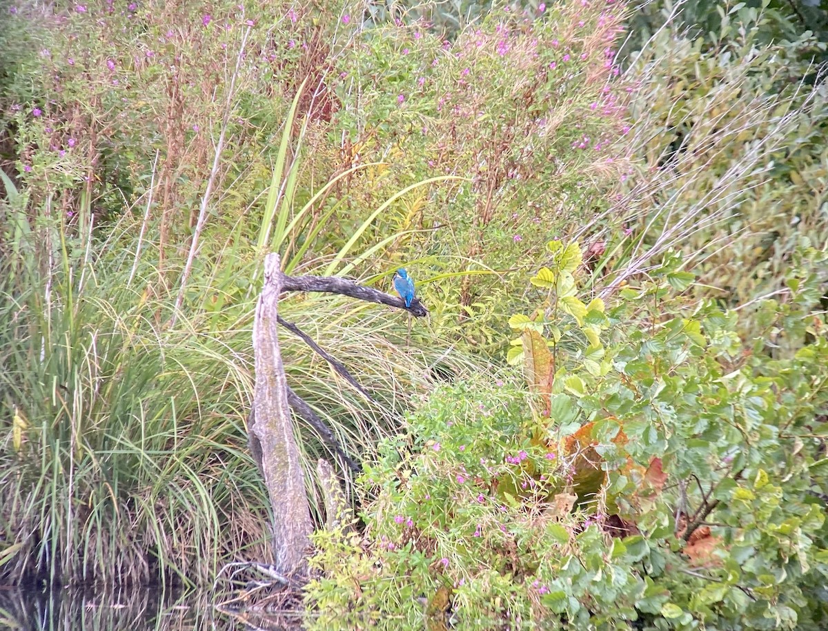 Common Kingfisher - ML498396221