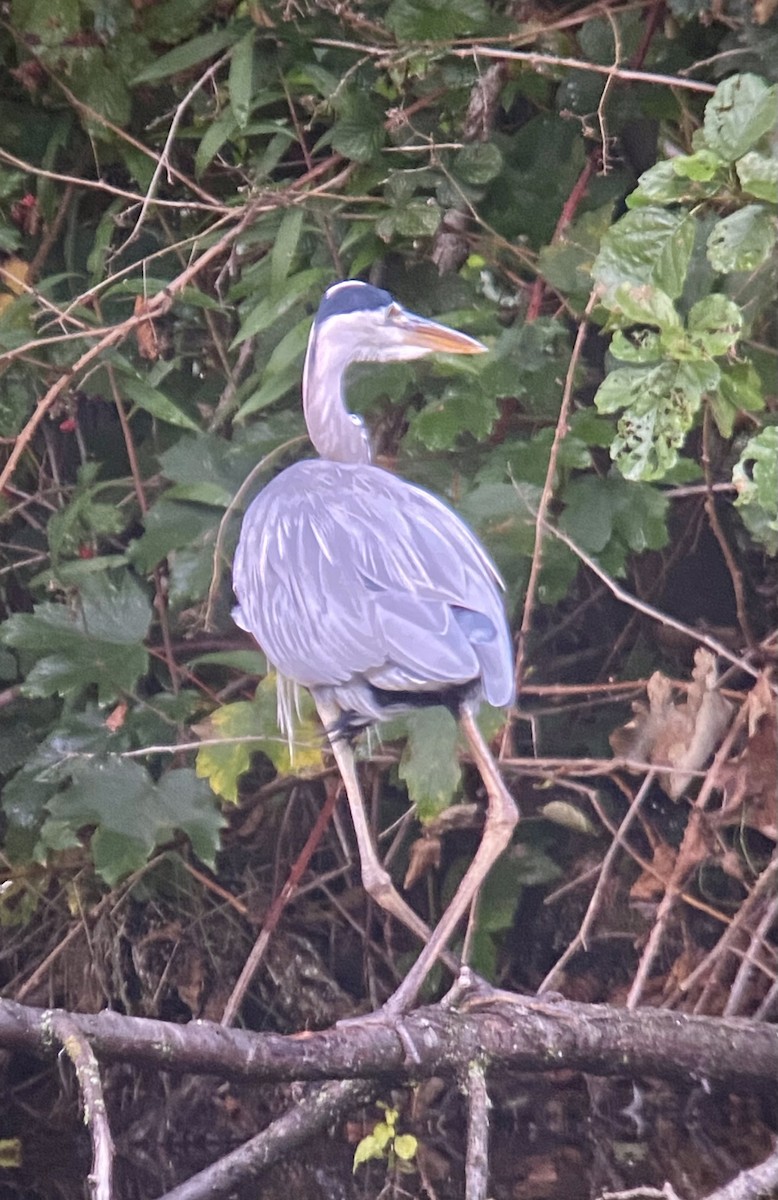 Gray Heron - ML498396581