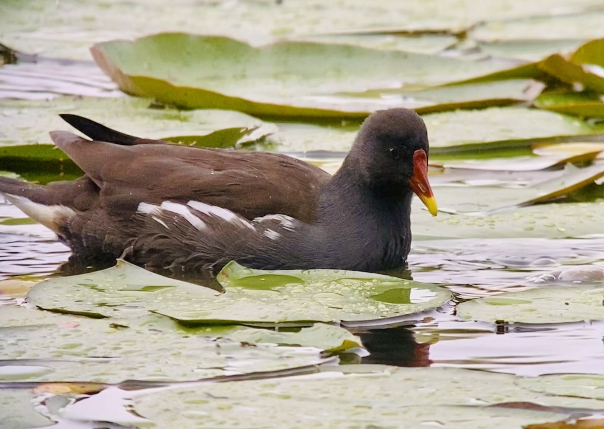 Eurasian Moorhen - ML498396701