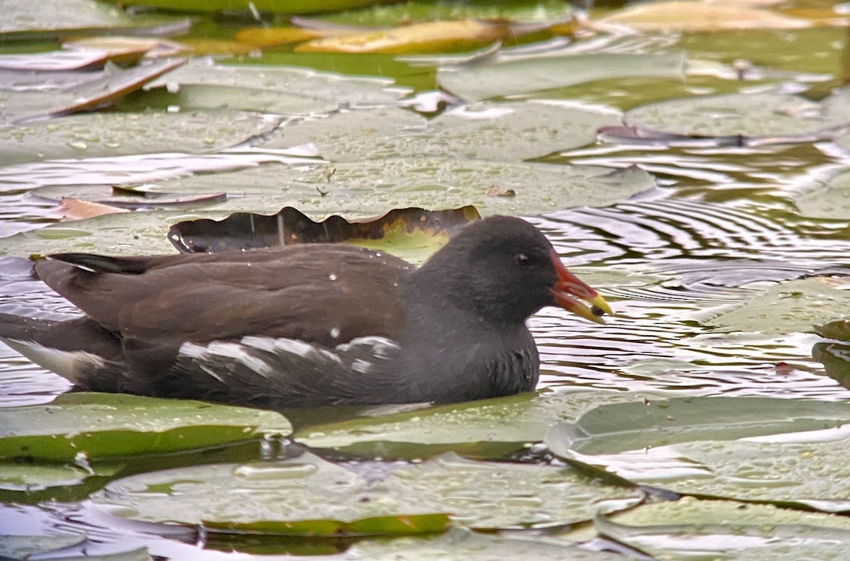 Eurasian Moorhen - ML498396711