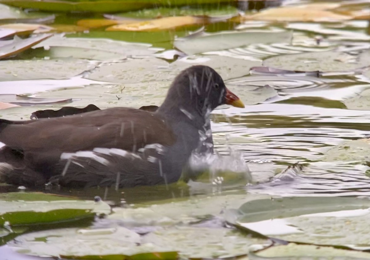 Eurasian Moorhen - ML498396721