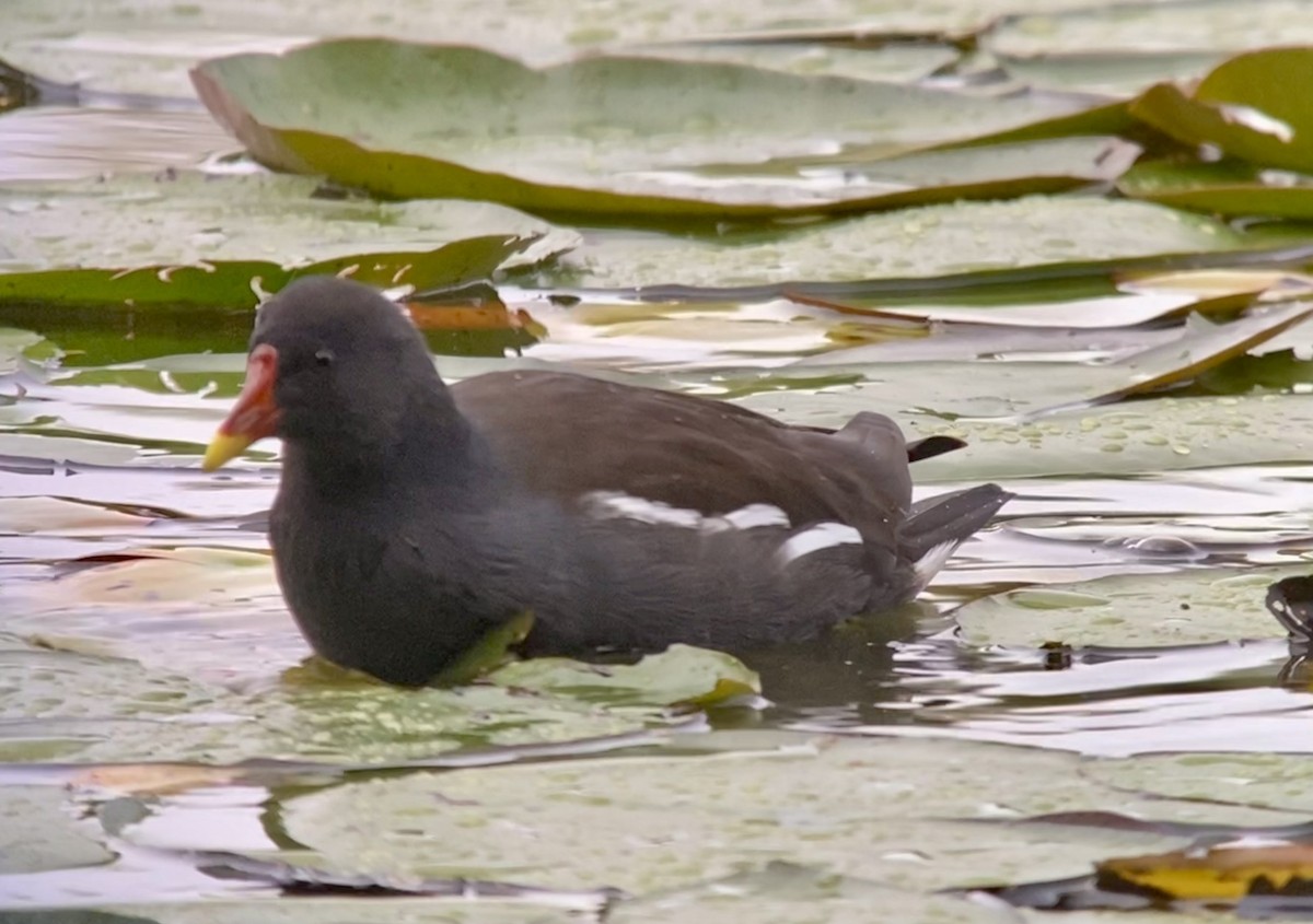 Eurasian Moorhen - ML498396731