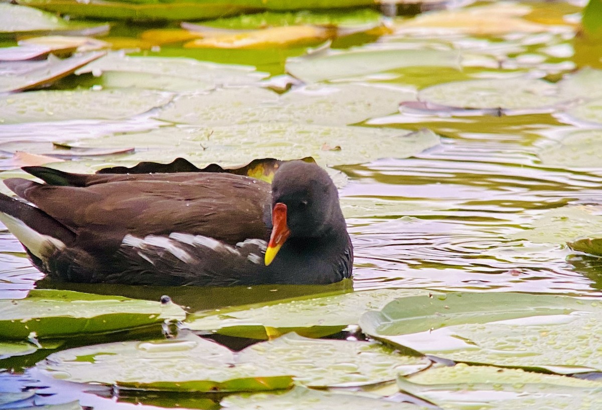 Eurasian Moorhen - ML498396741
