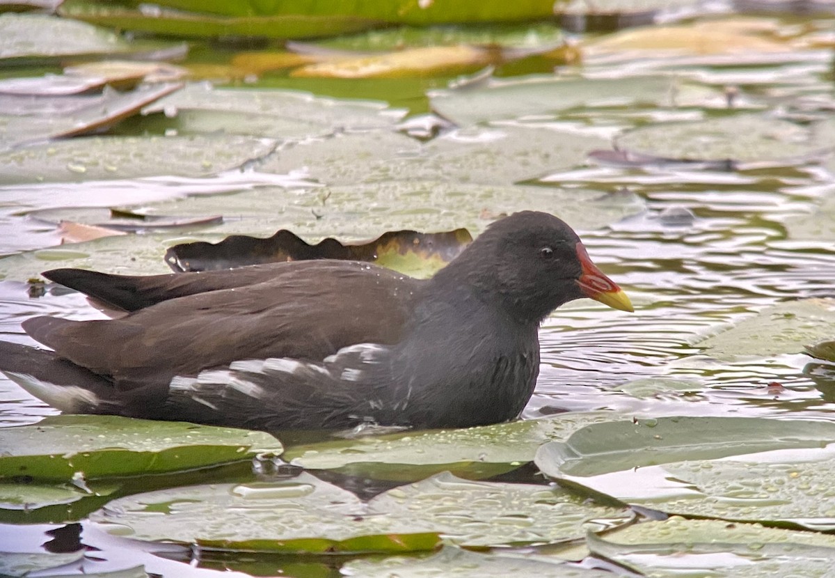 Eurasian Moorhen - ML498396751