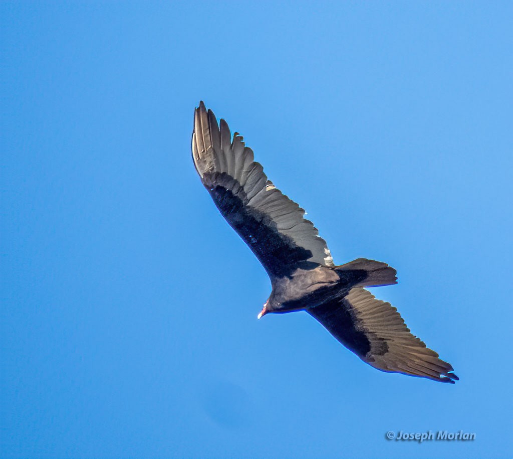 Turkey Vulture - ML498397151