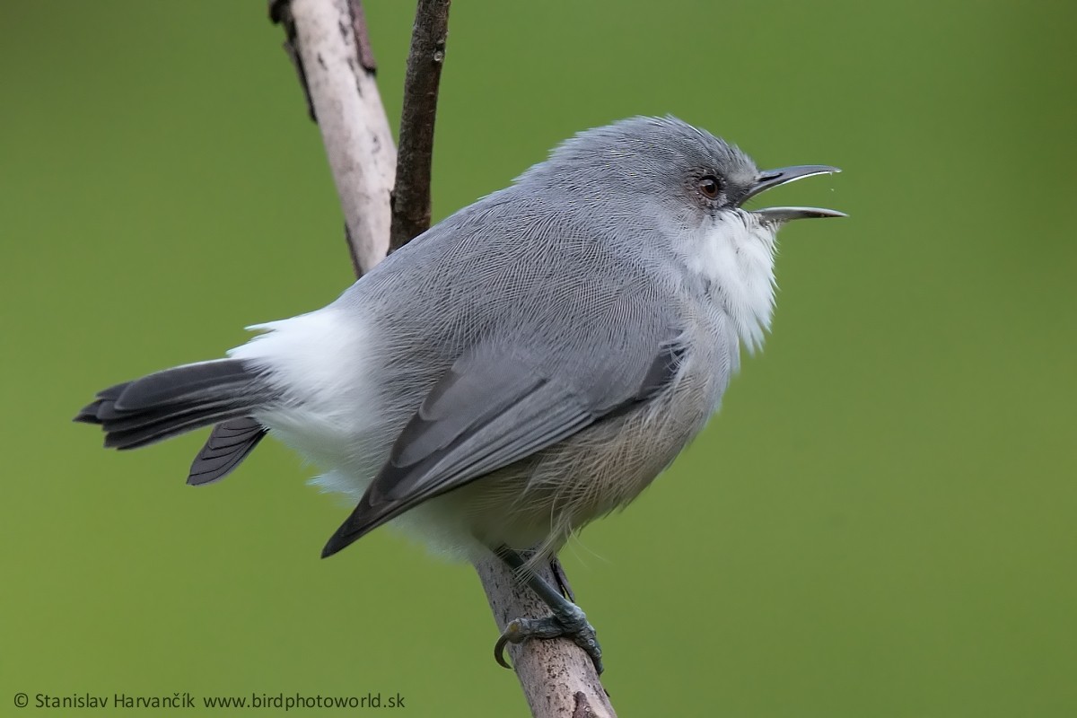 Zostérops gris - ML498398101