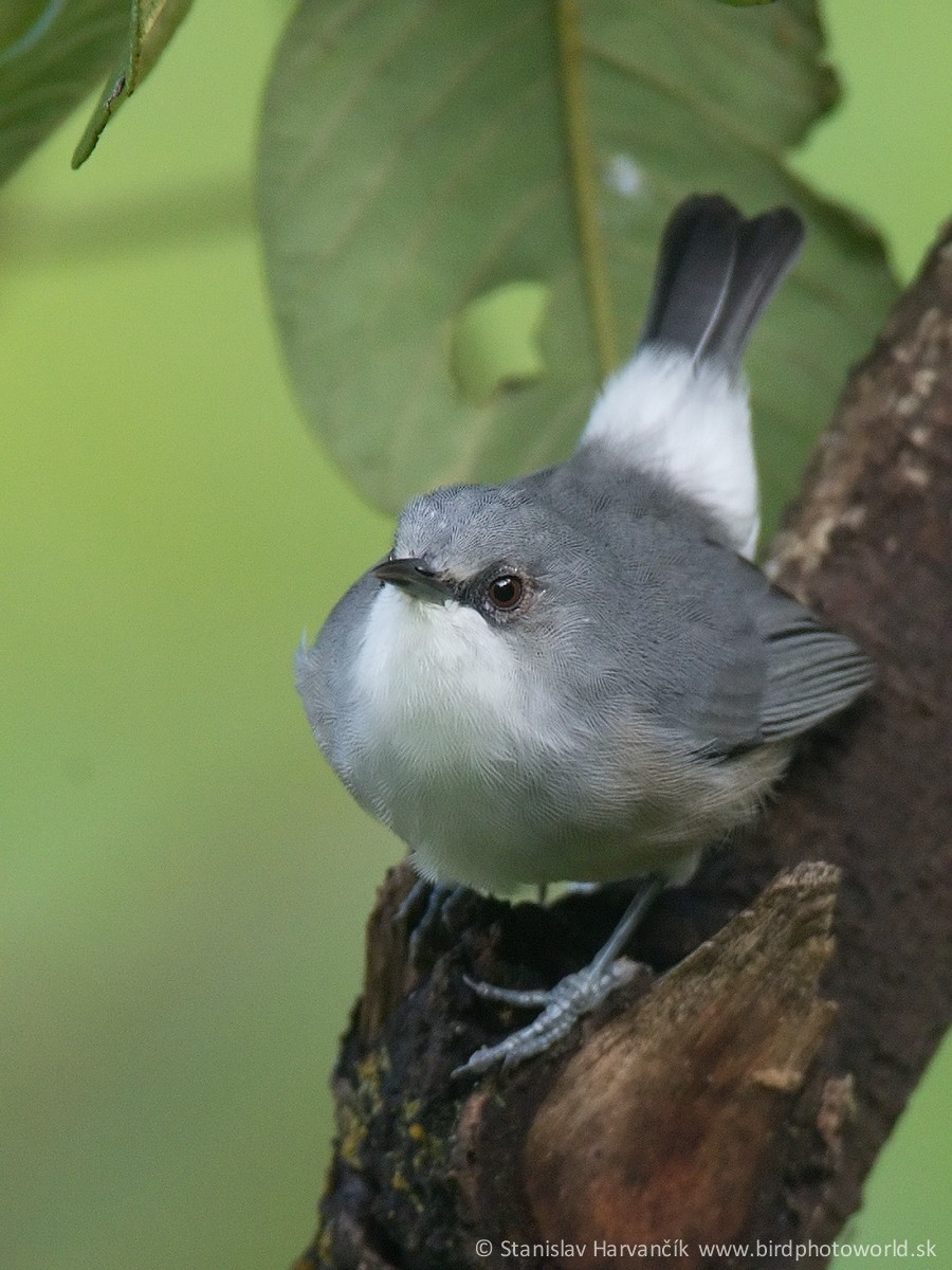 Zostérops gris - ML498398121